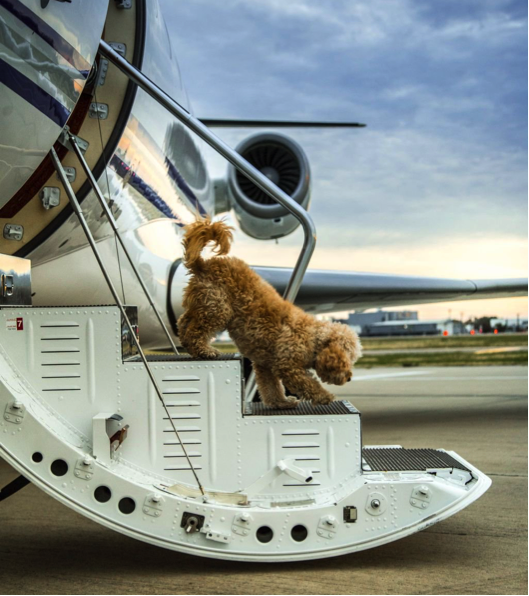 Dog walking down the stairs of a private jet charter