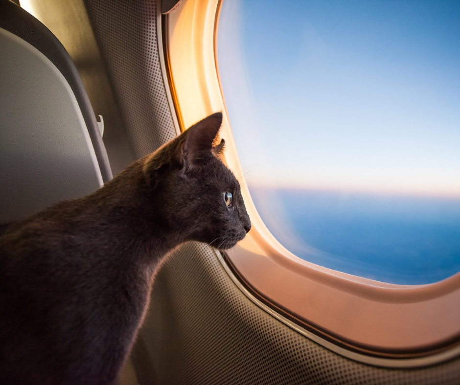 Air Animals: What to Know About Flying in a Charter Jet with Pets
